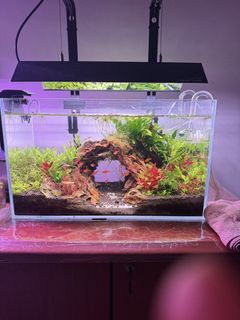 (Category: ) located in . Submitted by kimiodare (Listing ID 1462226912, Image 1). Description: .