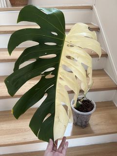 (Category: ) located in . Submitted by Angieshopping (Listing ID 1462112500, Image 1). Description: .