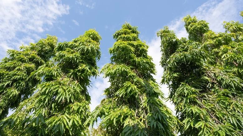 Indian Trees (Category: Plants & Seeds) located in Los Banos. Submitted by seaalionn (Listing ID 1462083344, Image 1). Description: Are widely used in the Philippines for landscaping and natural perimeter fencing PM FOR PRICE..