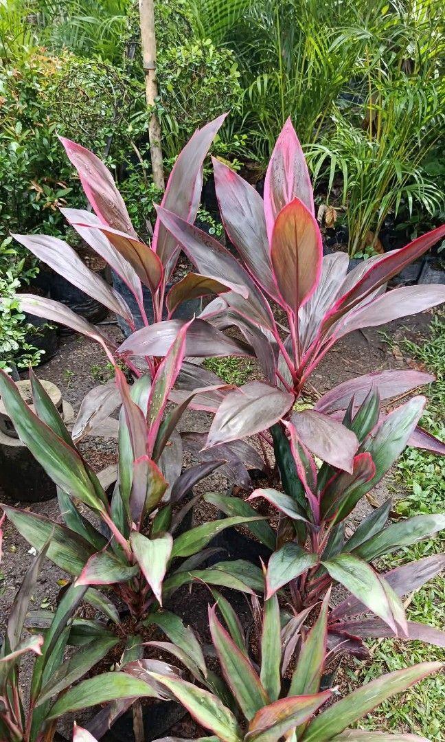 Indoor and outdoor plants (Category: Plants & Seeds) located in Quezon City. Submitted by amazingmaria3680 (Listing ID 1462259940, Image 3). Description: .