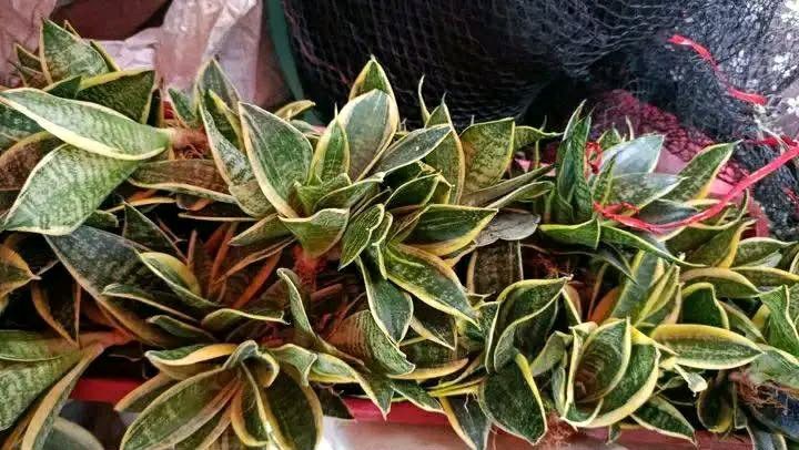 Indoor and outdoor plants (Category: Plants & Seeds) located in Quezon City. Submitted by amazingmaria3680 (Listing ID 1462259940, Image 1). Description: .
