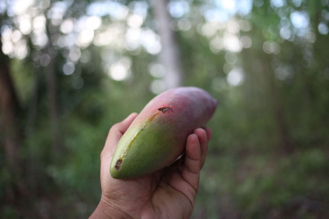Ivory Mango (Category: Plants & Seeds) located in Los Banos. Submitted by seaalionn (Listing ID 1462082769, Image 2). Description: Also called the jingu ivory, is a mango cultivar from china. PM FOR PRICE.