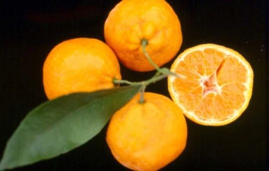 Japanese (Satsuma) Tangerine (Category: Plants & Seeds) located in Los Banos. Submitted by seaalionn (Listing ID 1462041975, Image 1). Description: Grafted seedlings, ~1.5 to 2 feet tall Bears seedless fruits (almost) within 18 months.