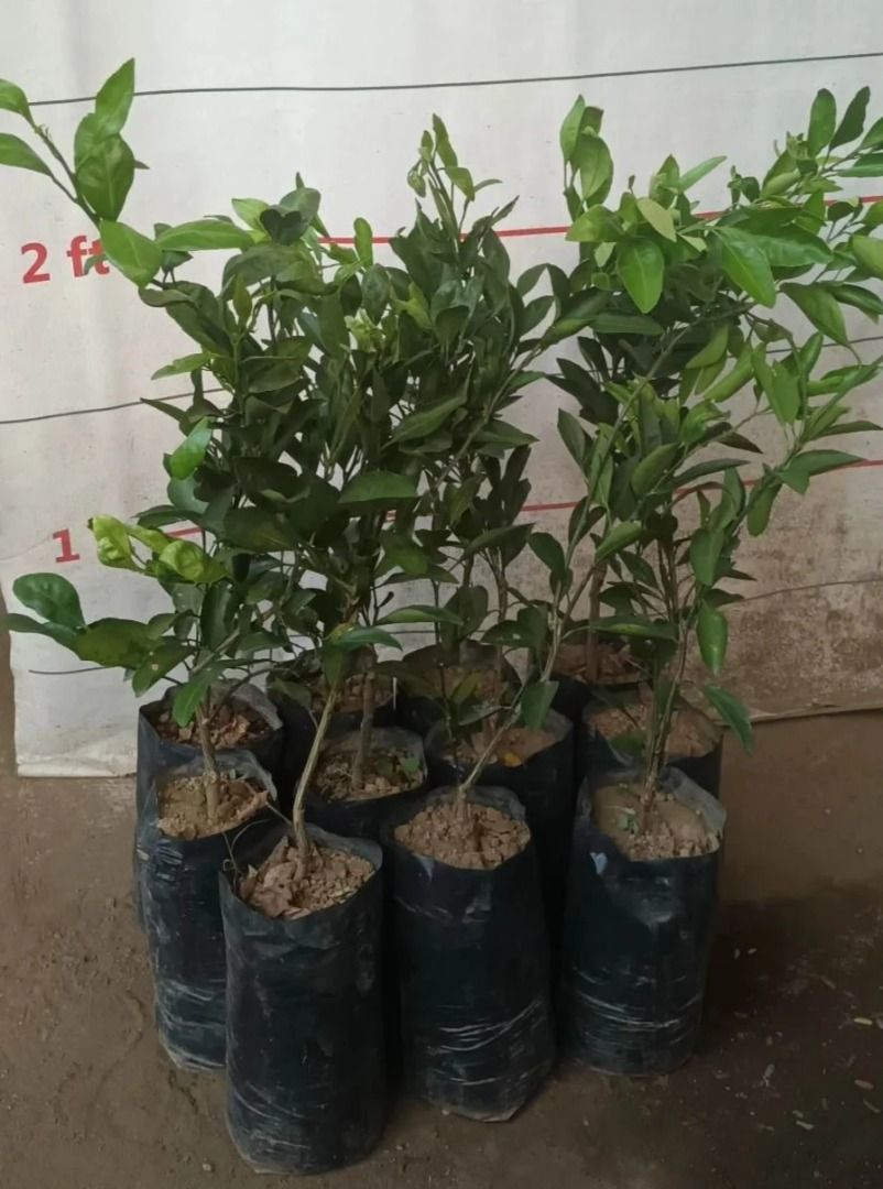 Japanese (Satsuma) Tangerine (Category: Plants & Seeds) located in Los Banos. Submitted by seaalionn (Listing ID 1462041975, Image 2). Description: Grafted seedlings, ~1.5 to 2 feet tall Bears seedless fruits (almost) within 18 months.