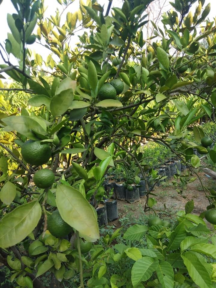Japanese (Satsuma) Tangerine (Category: Plants & Seeds) located in Los Banos. Submitted by seaalionn (Listing ID 1462041975, Image 3). Description: Grafted seedlings, ~1.5 to 2 feet tall Bears seedless fruits (almost) within 18 months.