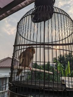 (Kategori: ) berada di . Dikirim oleh iudaaa (ID iklan 1462106139, Gambar 1). Deskripsi: .