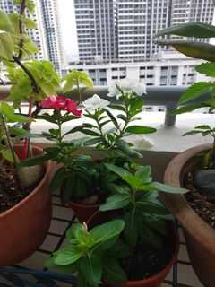 (Category: ) located in . Submitted by jasphua (Listing ID 1457762741, Image 1). Description: .