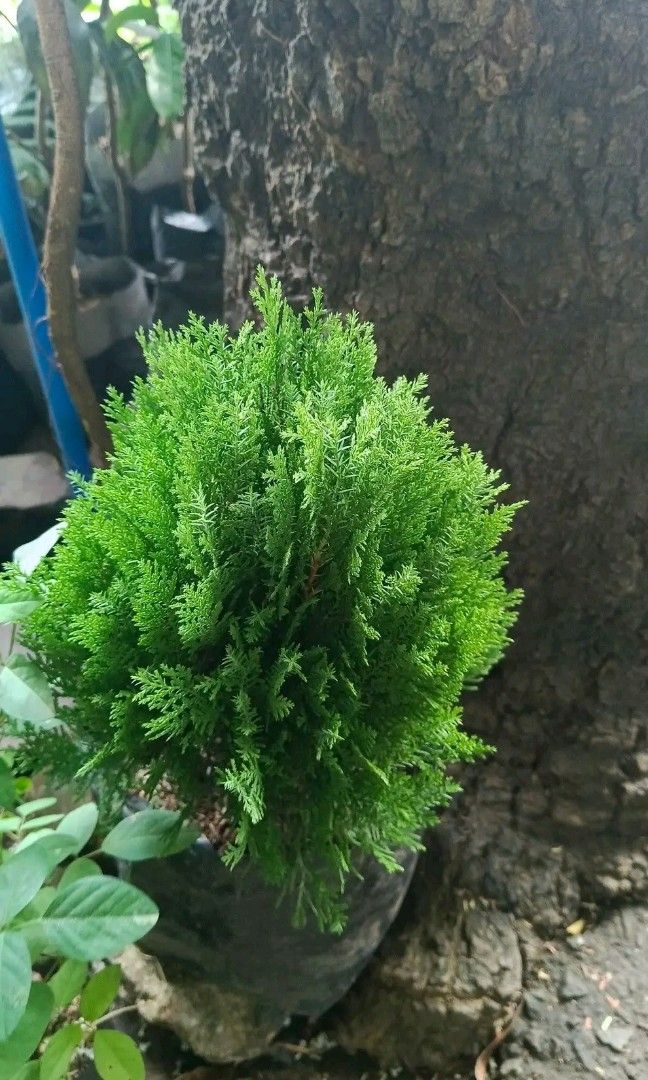 Low maintenance plants ☘️ (Category: Plants & Seeds) located in Quezon City. Submitted by amazingmaria3680 (Listing ID 1462259718, Image 1). Description: .