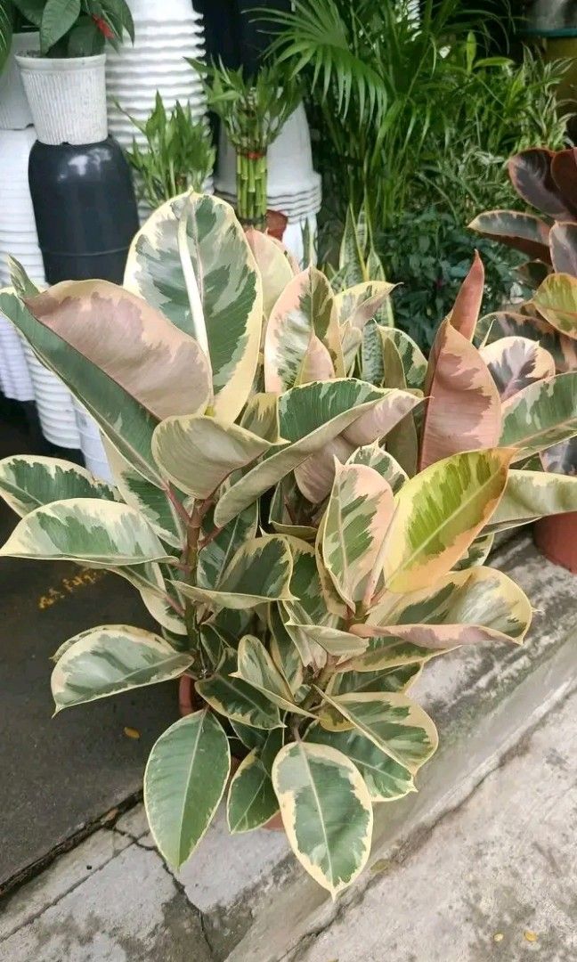 Low maintenance plants ☘️ (Category: Plants & Seeds) located in Quezon City. Submitted by amazingmaria3680 (Listing ID 1462259718, Image 3). Description: .