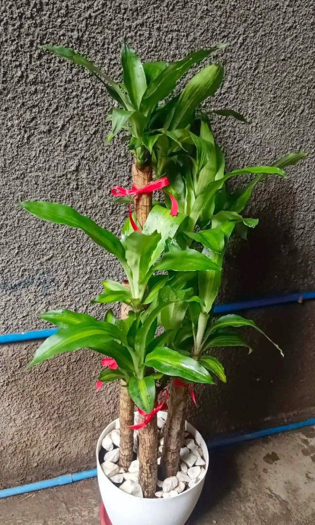 Lucky fortune plant (Category: Plants & Seeds) located in Quezon City. Submitted by amazingmaria3680 (Listing ID 1462259961, Image 3). Description: .