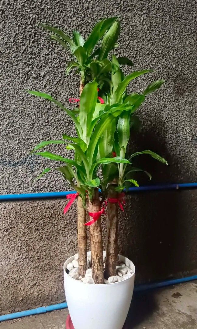 Lucky fortune plant (Category: Plants & Seeds) located in Quezon City. Submitted by amazingmaria3680 (Listing ID 1462259961, Image 2). Description: .