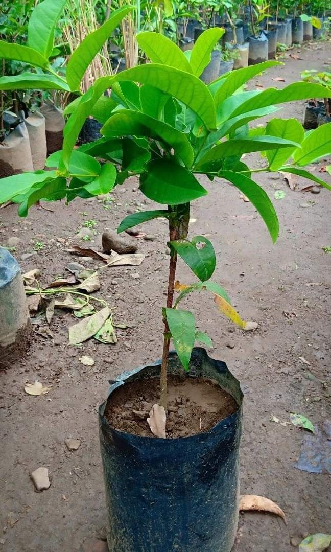 Macopa Mini Pink (Category: Plants & Seeds) located in Los Banos. Submitted by seaalionn (Listing ID 1462042908, Image 2). Description: Macopa mini pink variety (seedless) - 2ft seedling - fruits within 1 year - may be planted in containers GRAFTED -PHP350 MATURED -PHP1.5K.
