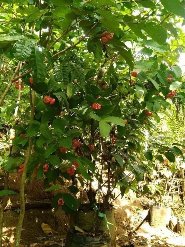 Macopa Mini Pink (Category: Plants & Seeds) located in Los Banos. Submitted by seaalionn (Listing ID 1462042908, Image 3). Description: Macopa mini pink variety (seedless) - 2ft seedling - fruits within 1 year - may be planted in containers GRAFTED -PHP350 MATURED -PHP1.5K.