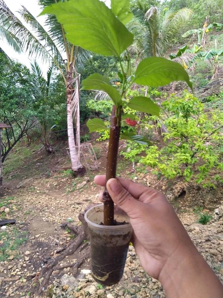 Mulberry (lllinois Variety) (Category: Plants & Seeds) located in Los Banos. Submitted by seaalionn (Listing ID 1462043577, Image 1). Description: Mulberry Seedlings (Illinois variety) 1-2ft tall, propagated from cuttings Magandang pakain sa baboy, baka, kambing, manok. Makakatipid kayo sa feeds. Very rich in antioxidants at masarap din ang mga berries..