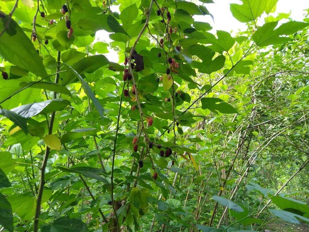 Mulberry (lllinois Variety) (Category: Plants & Seeds) located in Los Banos. Submitted by seaalionn (Listing ID 1462043577, Image 2). Description: Mulberry Seedlings (Illinois variety) 1-2ft tall, propagated from cuttings Magandang pakain sa baboy, baka, kambing, manok. Makakatipid kayo sa feeds. Very rich in antioxidants at masarap din ang mga berries..