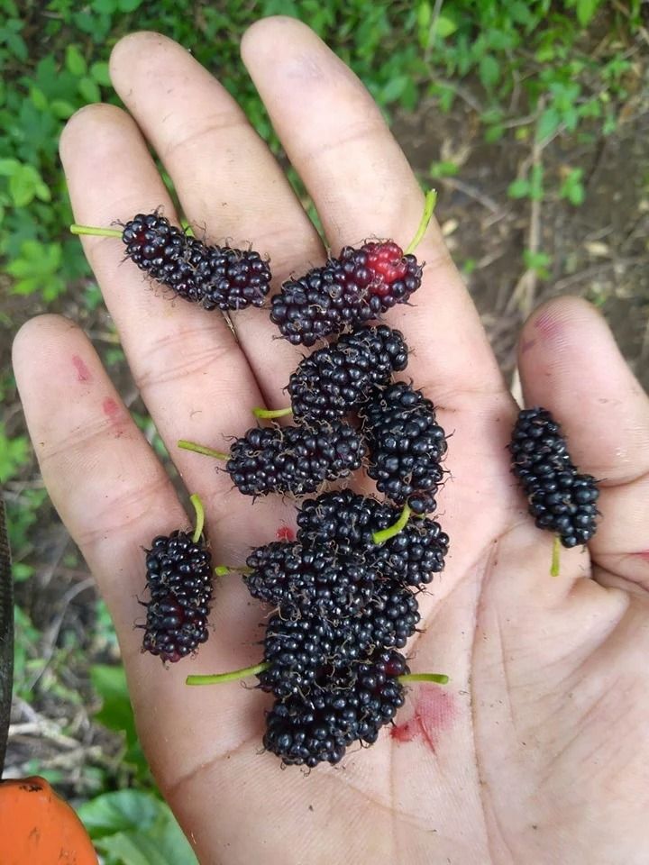 Mulberry (lllinois Variety) (Category: Plants & Seeds) located in Los Banos. Submitted by seaalionn (Listing ID 1462043577, Image 3). Description: Mulberry Seedlings (Illinois variety) 1-2ft tall, propagated from cuttings Magandang pakain sa baboy, baka, kambing, manok. Makakatipid kayo sa feeds. Very rich in antioxidants at masarap din ang mga berries..