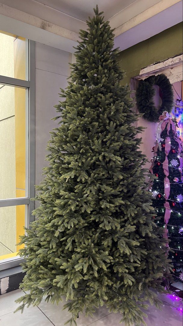 PE Shasta Christmas Tree (Category: Looking For) located in Manila. Submitted by jamesgani08 (Listing ID 1462144898, Image 2). Description: We have many sizes 6ft,7ft,8ft,10ft,15ft.