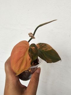 (Category: ) located in . Submitted by happygrowing (Listing ID 1462036968, Image 1). Description: .