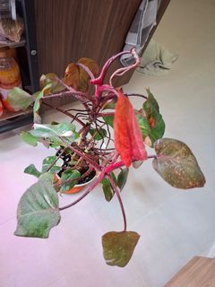 (Category: ) located in . Submitted by orchid62 (Listing ID 1462077330, Image 1). Description: .