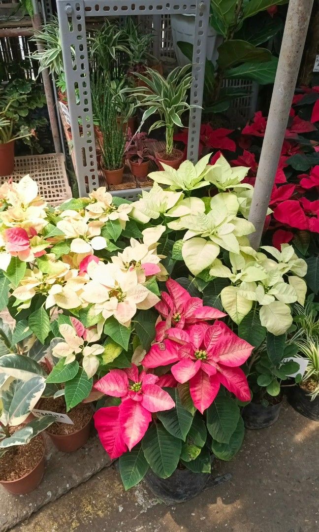 Poinsettia plants (Category: Plants & Seeds) located in Quezon City. Submitted by amazingmaria3680 (Listing ID 1462260088, Image 2). Description: .