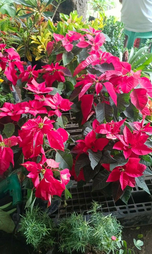 Poinsettia plants (Category: Plants & Seeds) located in Quezon City. Submitted by amazingmaria3680 (Listing ID 1462260088, Image 1). Description: .