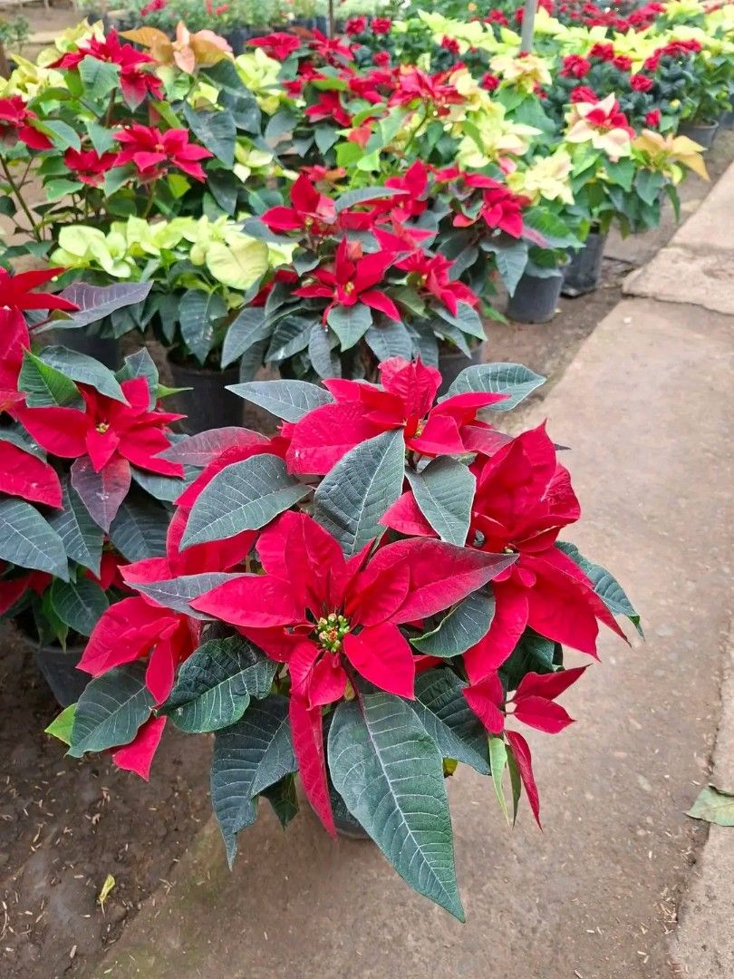 Poinsettia plants 🪴 (Category: Plants & Seeds) located in Quezon City. Submitted by amazingmaria3680 (Listing ID 1462259875, Image 2). Description: healthy lushed and stable ✅ perfect gift 🎁 and home decor 🪴 poinsettia plants available in different colors 🪴🪴.