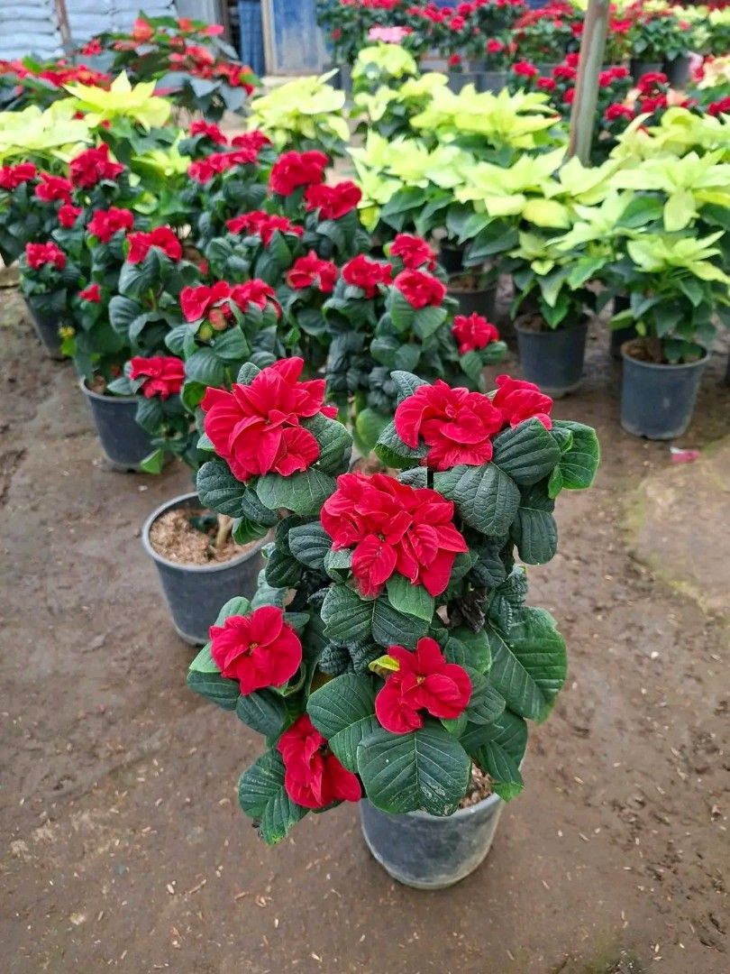 Poinsettia plants 🪴 (Category: Plants & Seeds) located in Quezon City. Submitted by amazingmaria3680 (Listing ID 1462259875, Image 1). Description: healthy lushed and stable ✅ perfect gift 🎁 and home decor 🪴 poinsettia plants available in different colors 🪴🪴.