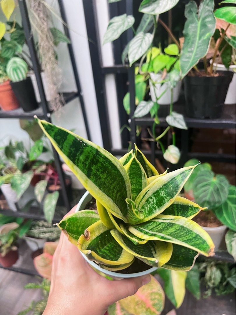 Sansevieria Oceanstar (Category: Plants & Seeds) located in Antipolo. Submitted by goodvinesonly888 (Listing ID 1462053464, Image 1). Description: - Beautiful snake plant - Striking green and yellow variegated leaves - Easy to care for and air-purifying - Healthy and growing well - Comes in a simple pot - Great for beginners and experienced plant lovers.