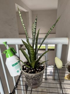 (Category: ) located in . Submitted by nurriesweets (Listing ID 1462133589, Image 1). Description: .