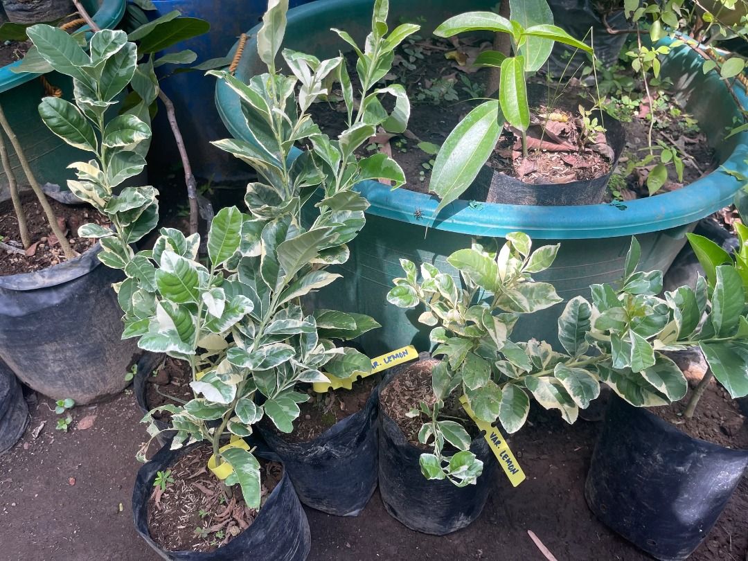 Variegated Lemon (Category: Plants & Seeds) located in Los Banos. Submitted by seaalionn (Listing ID 1462043253, Image 1). Description: grafted or marcotted seedlings Fruits within ~12 months May be planted in containers .