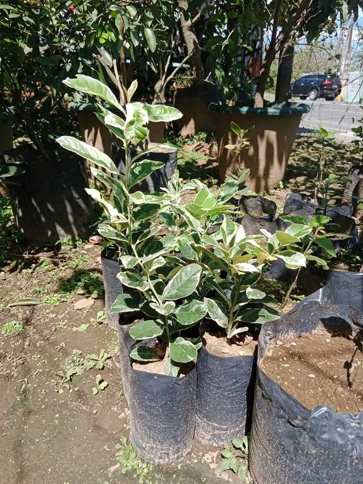 Variegated Lemon (Category: Plants & Seeds) located in Los Banos. Submitted by seaalionn (Listing ID 1462043253, Image 2). Description: grafted or marcotted seedlings Fruits within ~12 months May be planted in containers .