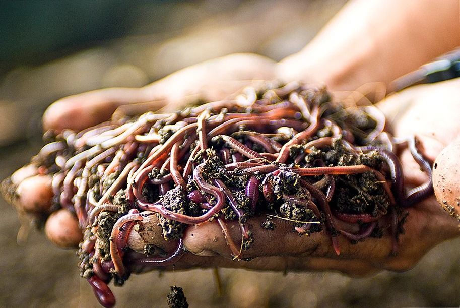 Vermicast / Worm Manure (Category: Plants & Seeds) located in Los Banos. Submitted by seaalionn (Listing ID 1462045271, Image 2). Description: Vermicast is an excellent, nutrient-rich organic fertilizer and soil conditioner. PER KILO -PHP30 SACK -PHP750.