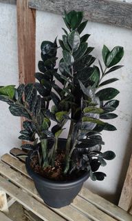 (Category: ) located in . Submitted by jtflorist (Listing ID 1462122276, Image 1). Description: .