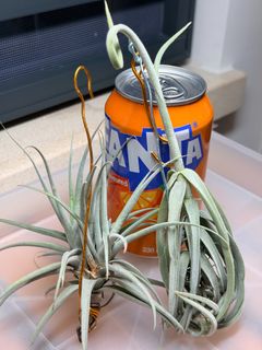（分類：）位於 。 由 hkplanta 提交（商品編號 1462422142，圖片 1）。簡介： 。