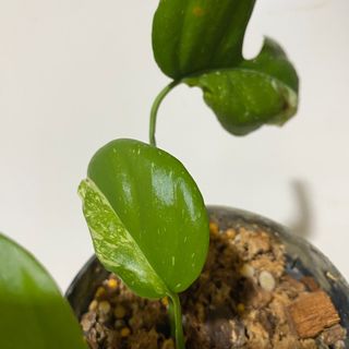 （分類：）位於 。 由 abcde654321789 提交（商品編號 1462421129，圖片 1）。簡介： 。