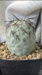 （分類：）位於 。 由 tsetk 提交（商品編號 1462317603，圖片 1）。簡介： 。