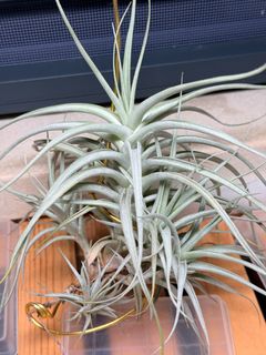 （分類：）位於 。 由 hkplanta 提交（商品編號 1462422863，圖片 1）。簡介： 。
