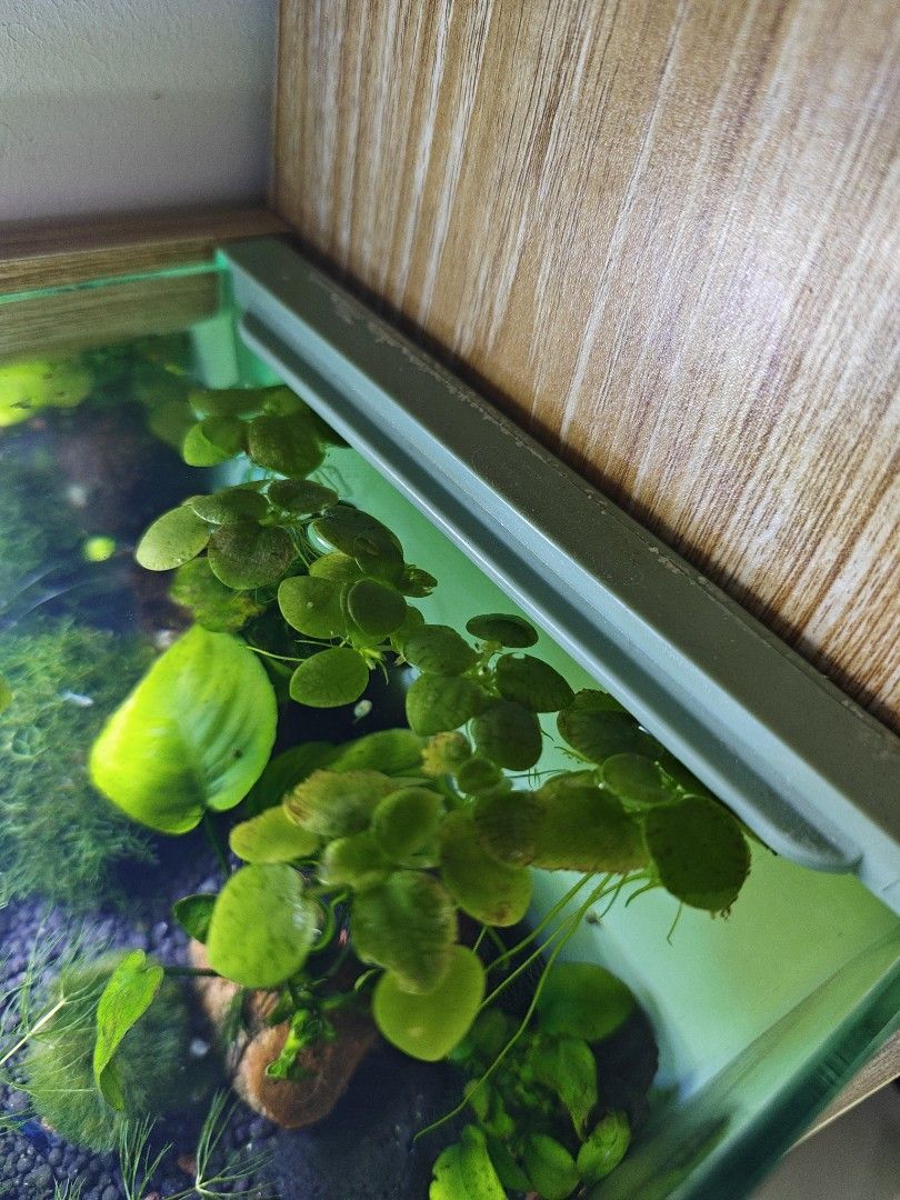 Amazon frogbit (Category: Homes & Other Pet Accessories) located in Singapore. Submitted by saph23498 (Listing ID 1462360053, Image 1). Description: selling a clutch for $1 5 for $3.50 10 for $6.