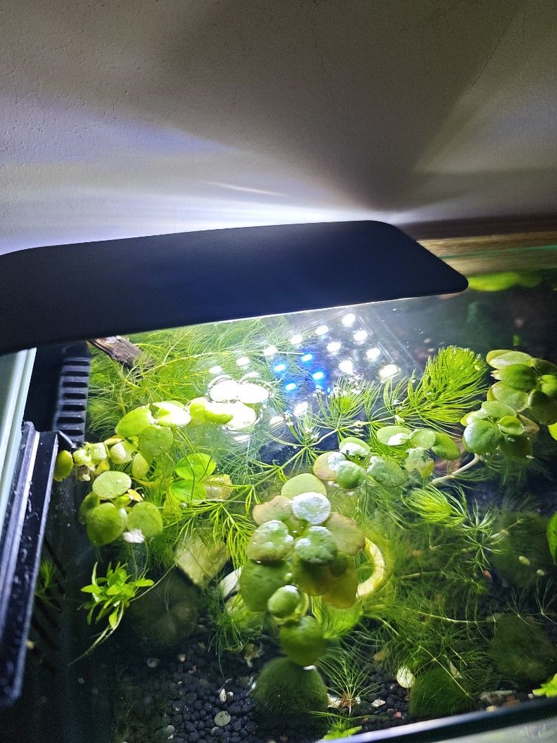 Amazon frogbit (Category: Homes & Other Pet Accessories) located in Singapore. Submitted by saph23498 (Listing ID 1462360053, Image 2). Description: selling a clutch for $1 5 for $3.50 10 for $6.