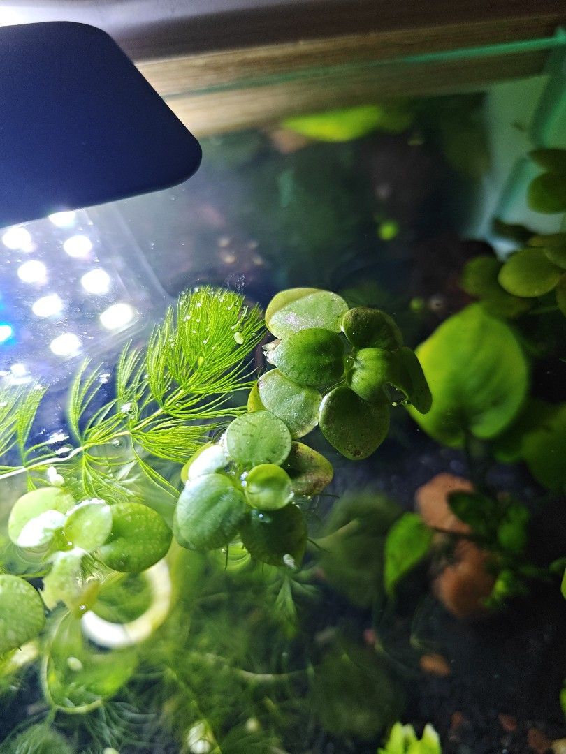 Amazon frogbit (Category: Homes & Other Pet Accessories) located in Singapore. Submitted by saph23498 (Listing ID 1462360053, Image 3). Description: selling a clutch for $1 5 for $3.50 10 for $6.