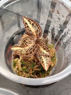 Miniature Orchids Collection item 2