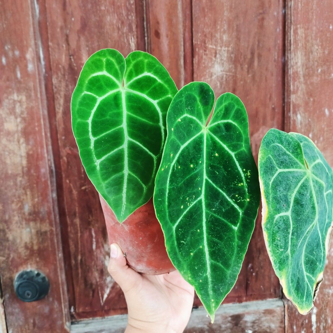 Anthurium Crystallinum Hybrid (Category: Plants & Seeds) located in Makati City. Submitted by crstnemrise (Listing ID 1462291102, Image 3). Description: .
