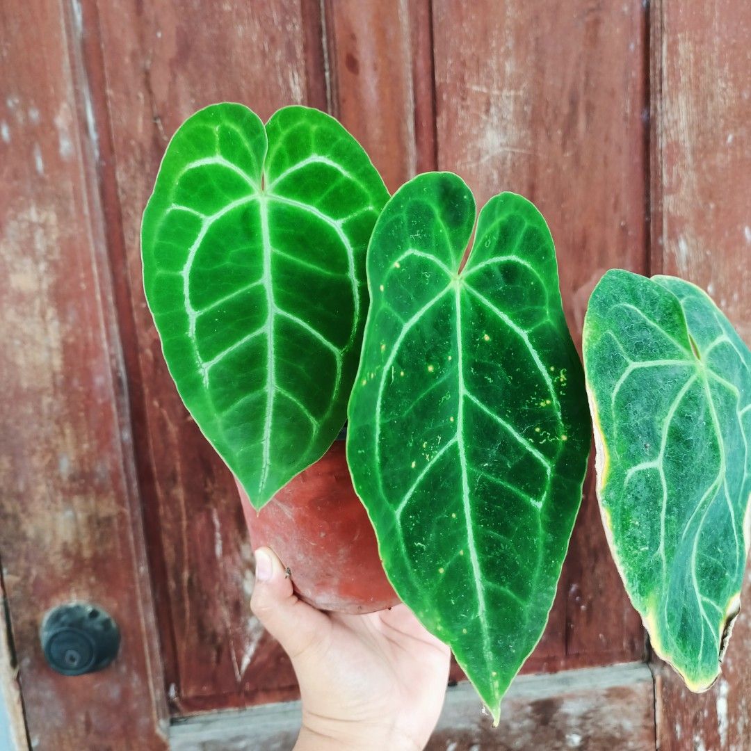 Anthurium Crystallinum Hybrid (Category: Plants & Seeds) located in Makati City. Submitted by crstnemrise (Listing ID 1462291102, Image 2). Description: .