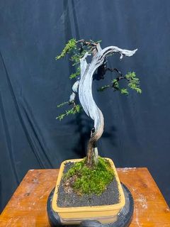 Bonsai 收藏品 3