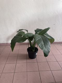 (Category: ) located in . Submitted by emesr (Listing ID 1462363790, Image 1). Description: .