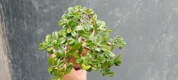 (Category: ) located in . Submitted by sindo.sg (Listing ID 1462346607, Image 1). Description: .