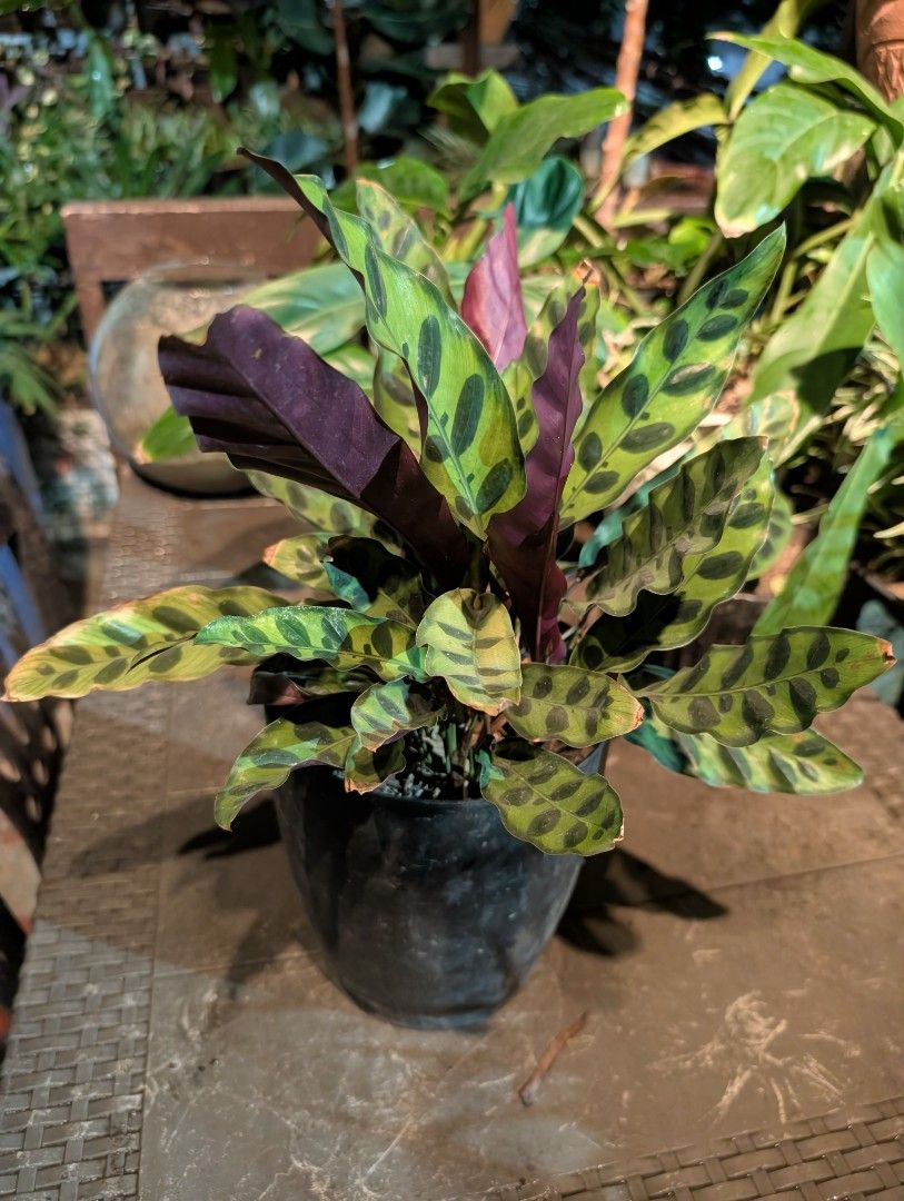 calathea - fox tail (Category: Plants & Seeds) located in Quezon City. Submitted by akosiwebby (Listing ID 1462383683, Image 3). Description: ITEM NAME: CALATHEA - FOX TAIL JUVENILE - 1 FEET – SMALL POT ROOTED PRICE: PHP 250.00 (DEL FEE NOT INCLUDED) DATE POSTED: SEPTEMBER 17, 2026.