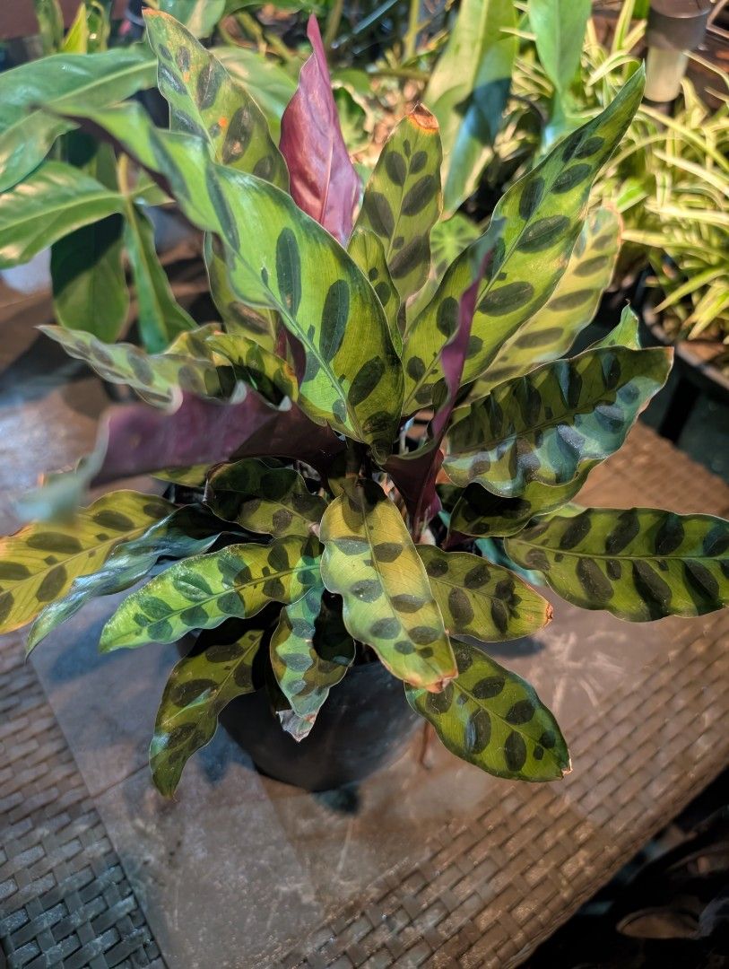 calathea - fox tail (Category: Plants & Seeds) located in Quezon City. Submitted by akosiwebby (Listing ID 1462383683, Image 1). Description: ITEM NAME: CALATHEA - FOX TAIL JUVENILE - 1 FEET – SMALL POT ROOTED PRICE: PHP 250.00 (DEL FEE NOT INCLUDED) DATE POSTED: SEPTEMBER 17, 2026.