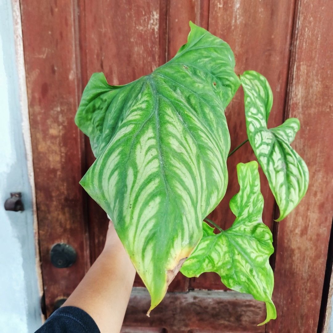 Cercestis Mirabilis (Category: Plants & Seeds) located in Makati City. Submitted by crstnemrise (Listing ID 1462294839, Image 3). Description: .