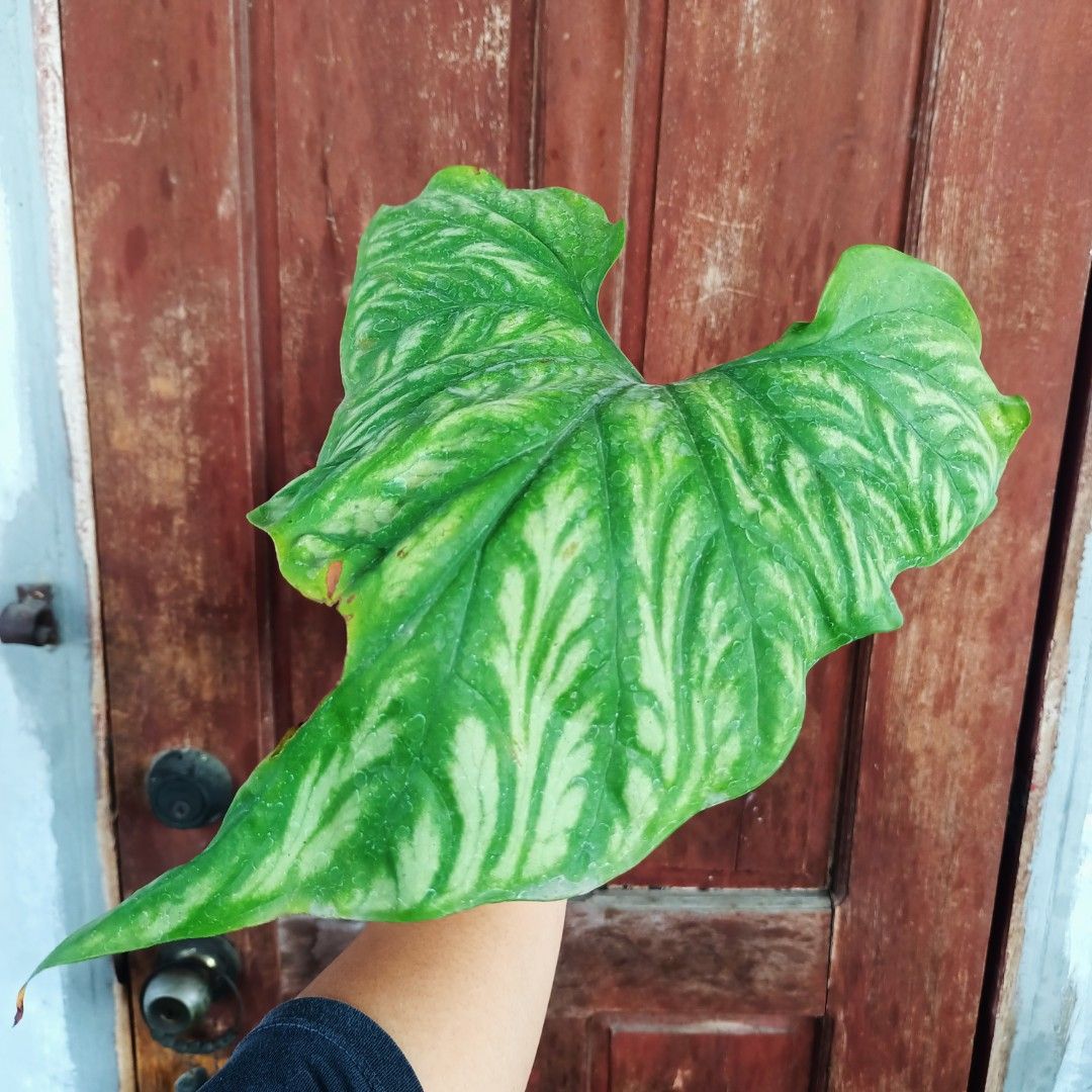 Cercestis Mirabilis (Category: Plants & Seeds) located in Makati City. Submitted by crstnemrise (Listing ID 1462294938, Image 2). Description: .